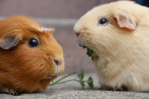 The Ultimate Guide to Guinea Pig Care: Cage Liners and Accessories